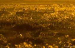 Red deer during the golden hour, Netherlands
